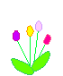 Colorful_tulips